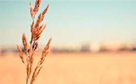 【win11】兼容的网站攻击软件